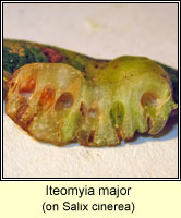 Iteomyia major