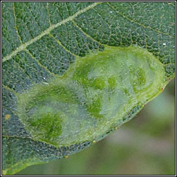 Pontania bridgmanii, Willow Bean Sawfly