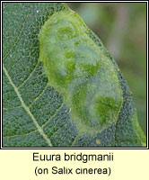 Euura bridgmanii, Pontania bridgmanii