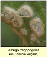 Albugo tragopogonis