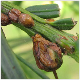 Cecidophyopsis psilaspis, Yew Big Bud Mite