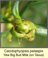 Cecidophyopsis psilaspis, Yew Big Bud Mite