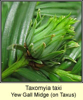 Taxomyia taxi, Yew Gall Midge