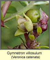 Gymnetron villosulum