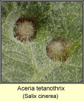 Aceria tetanothrix