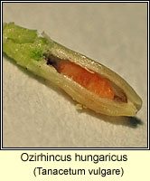 Ozirhincus hungaricus