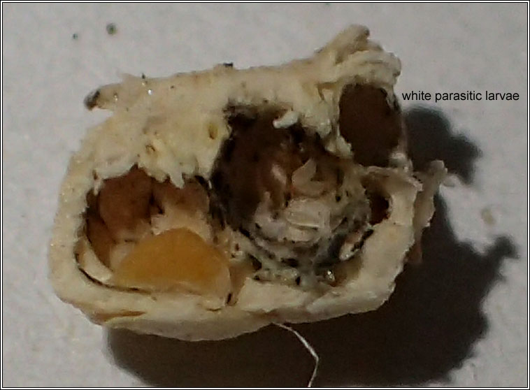 Lasioptera carophila, parasite larva