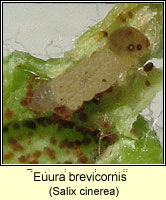 Euura brevicornis