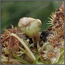 Kiefferia pericarpiicola