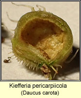 Kiefferia pericarpiicola