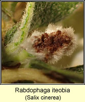 Rabdophaga iteobia