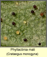 Phyllactinia mali