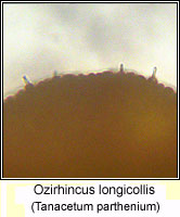 Ozirhincus longicollis