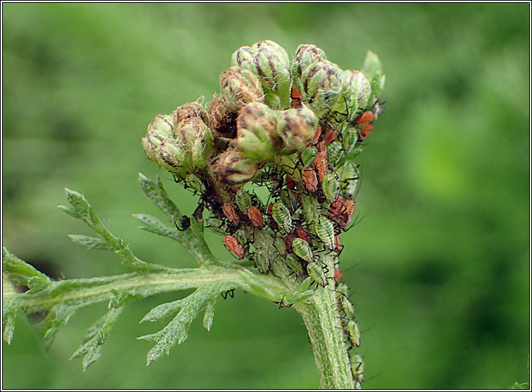Macrosiphoniella millefolii, Yarrow aphid