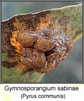 Gymnosporangium sabinae