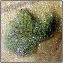 Eriophyoidea 2