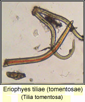 Eriophyes tiliae (tomentosae)