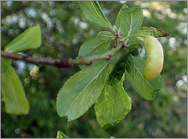 Taphrina pruni, Pocket Plum