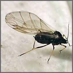 Aphis fabae, Black bean aphid