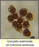 Urocystis anemones, Anemone smut