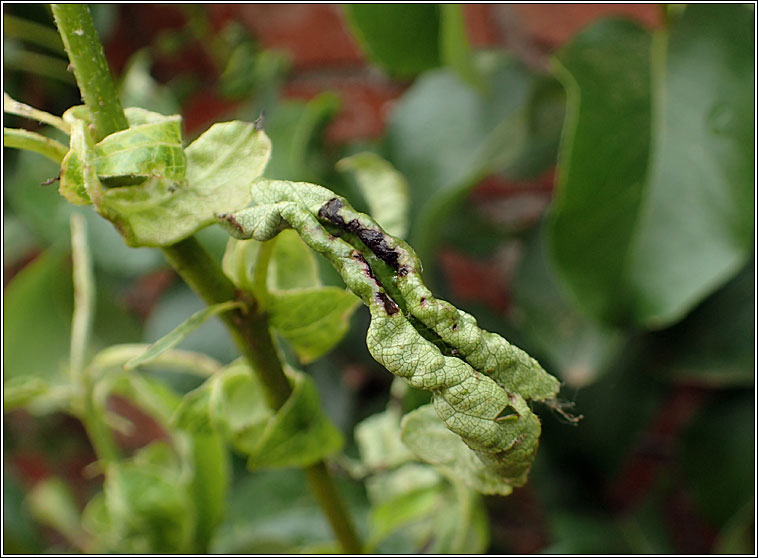 Dasineura pyri, Pear leaf midge