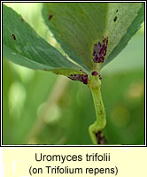 Uromyces trifolii