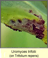 Uromyces trifolii