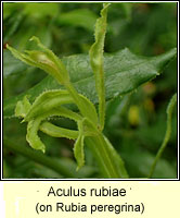 Aculus rubiae