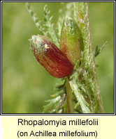 Rhopalomyia millefolii