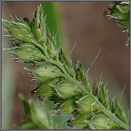 Cockspur, Barnyard Grass, Echinochloa crus-galli