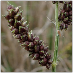 Japanese Millet, Echinochloa esculenta