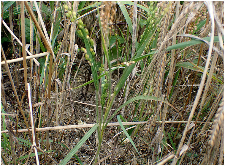 Common Millet, Panicum miliaceum