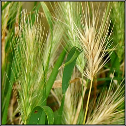Wall Barley, Hordeum murinum