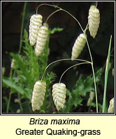 Briza maxima, Greater Quaking-grass
