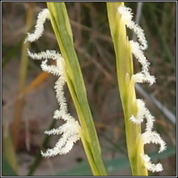 Common Cord-grass, Spartina anglica