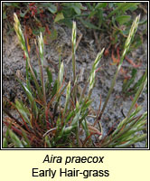 Aira praecox, Early Hair-grass