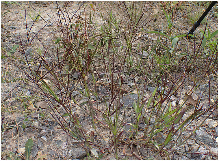 Finger-grass, Digitaria sp