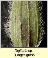 Digitaria sp, Finger-grass