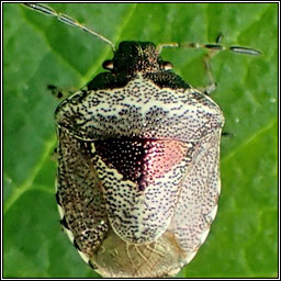 Woundwort Shieldbug, Eysarcoris venustissimus