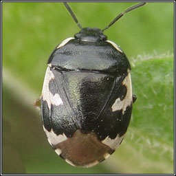 Pied Shieldbug, Tritomegas bicolor