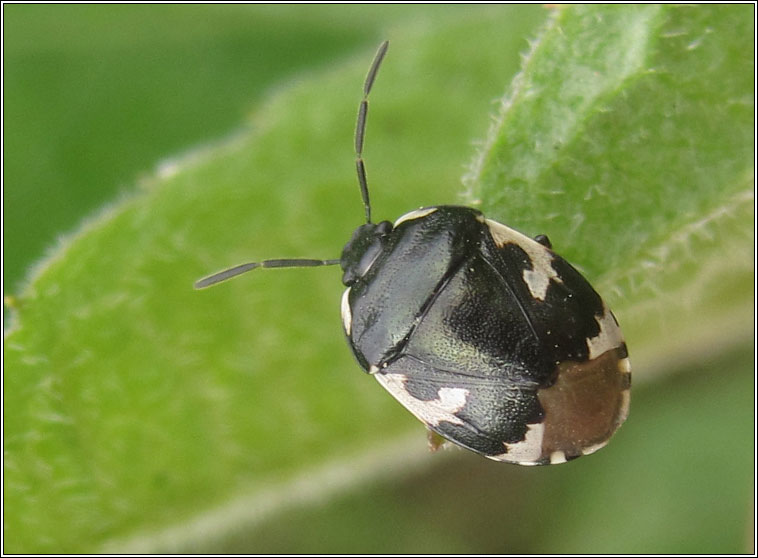 Pied Shieldbug, Tritomegas bicolor