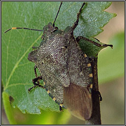 Bronze Shieldbug, Troilus luridus