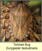 Eurygaster testudinaria, Tortoise Bug