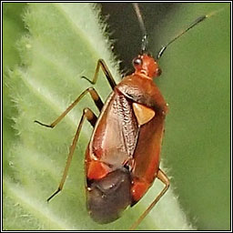 Deraeocoris ruber, Red-spotted Plant Bug