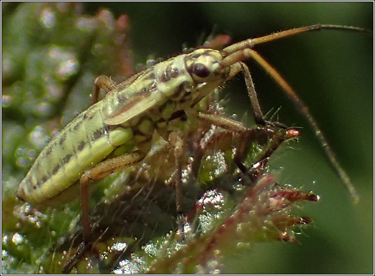 Leptopterna dolabrata, Meadow plant bug