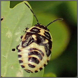 Eurydema oleracea, Brassica Shieldbug