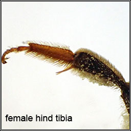 Short-fringed Mining Bee, Andrena dorsata