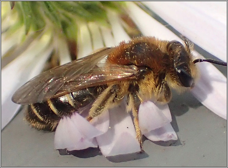Short-fringed Mining Bee, Andrena dorsata