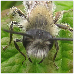 Andrena sp