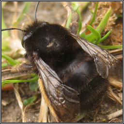Hairy-footed flower bee, Anthophora plumipes